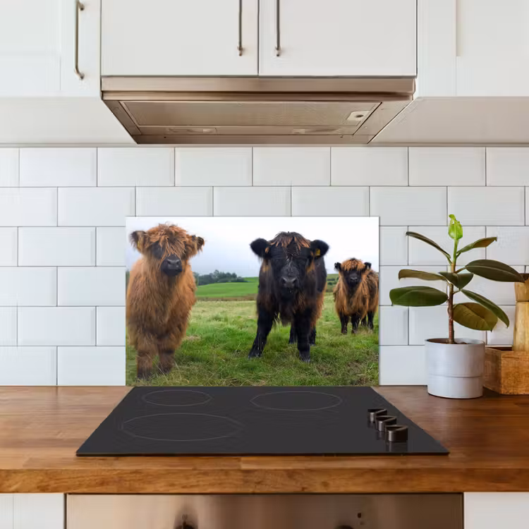 Spatscherm keuken - Schotse hooglander - Koeien - Natuur - Groen - Gras — 6
