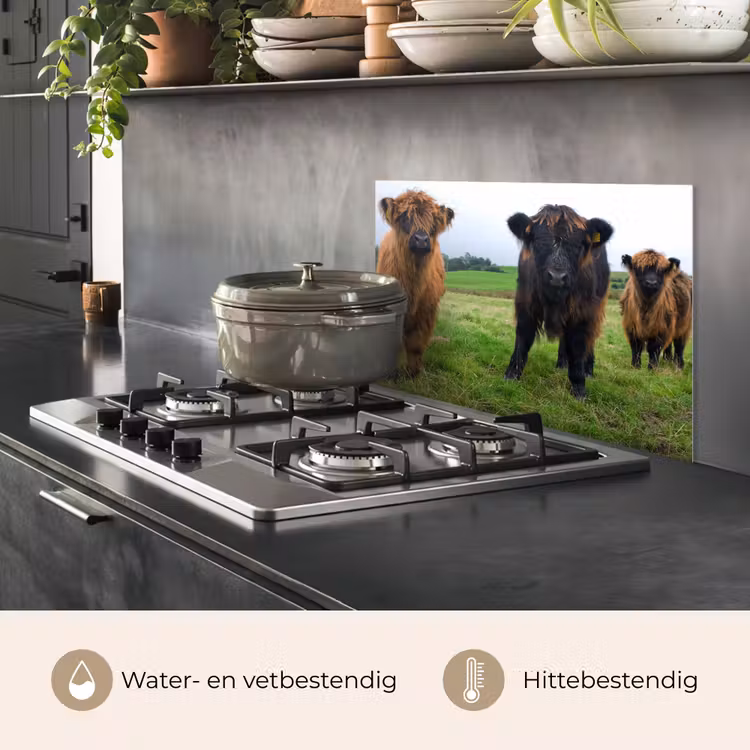 Spatscherm keuken - Schotse hooglander - Koeien - Natuur - Groen - Gras — 7