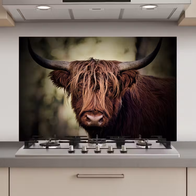 Spatscherm keuken - Schotse hooglander - Licht - Portret - Natuur — 1