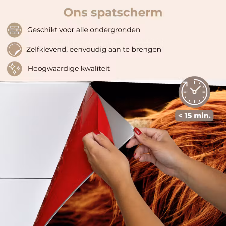 Spatscherm keuken - Schotse hooglander - Koe - Hoorns - Portret - Dieren — 4