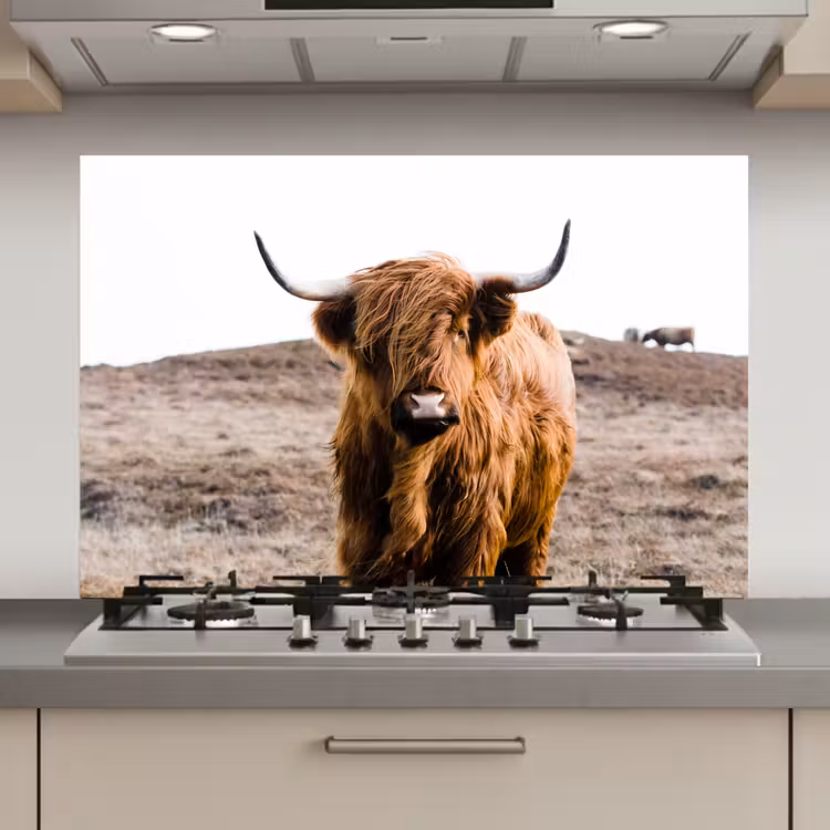 Spatscherm keuken - Schotse hooglander - Landschap - Koe - Bruin - Dieren - Natuur — 1