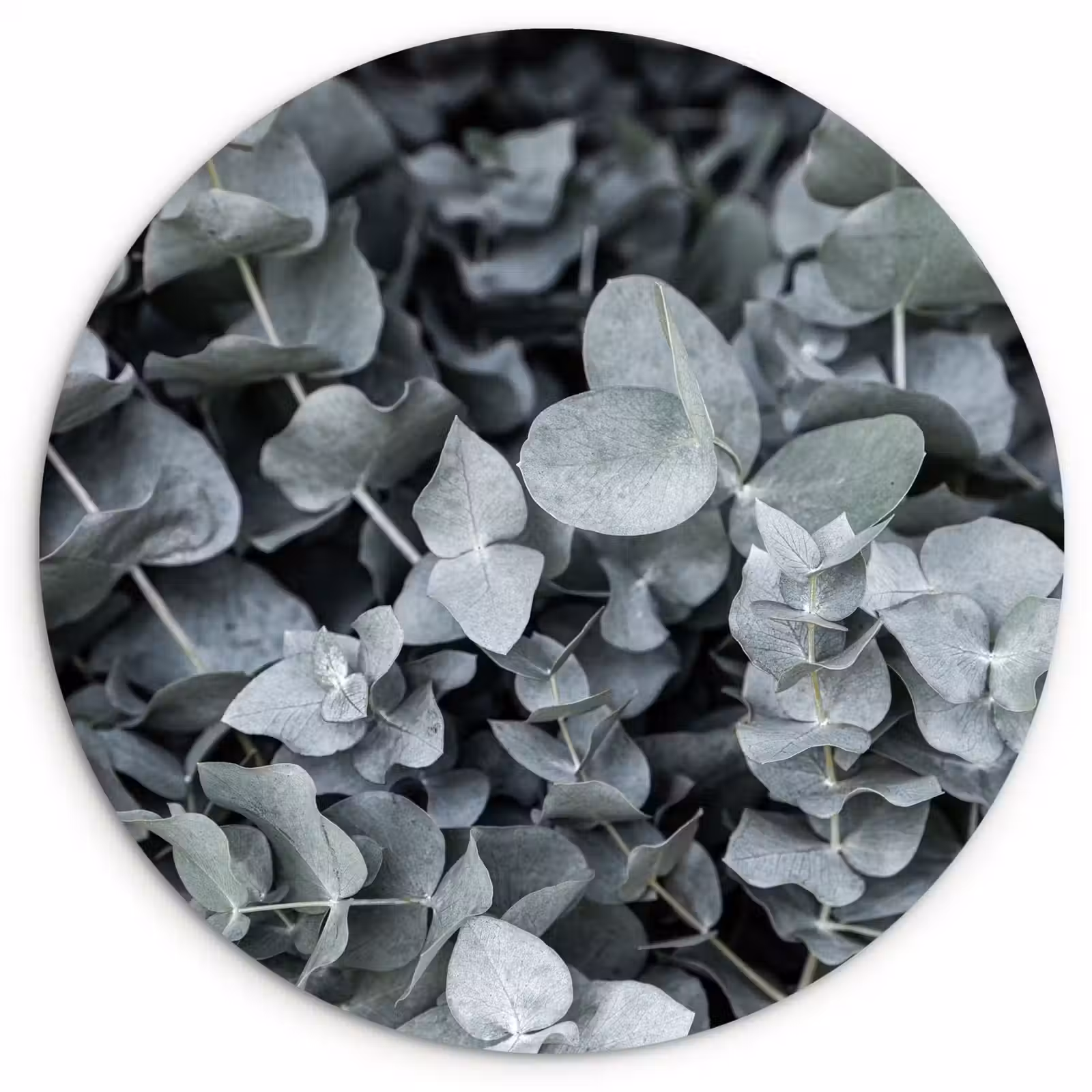 Muurcirkel - Natuur - Planten - Eucalyptus - Bladeren — 1