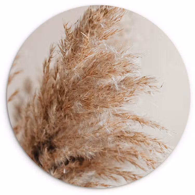 Muurcirkel - Gras - Planten - Natuur - Pampasgras — 1
