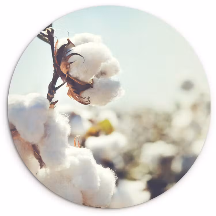 Muurcirkel - Planten - Bloem - Tak - Natuur — 1