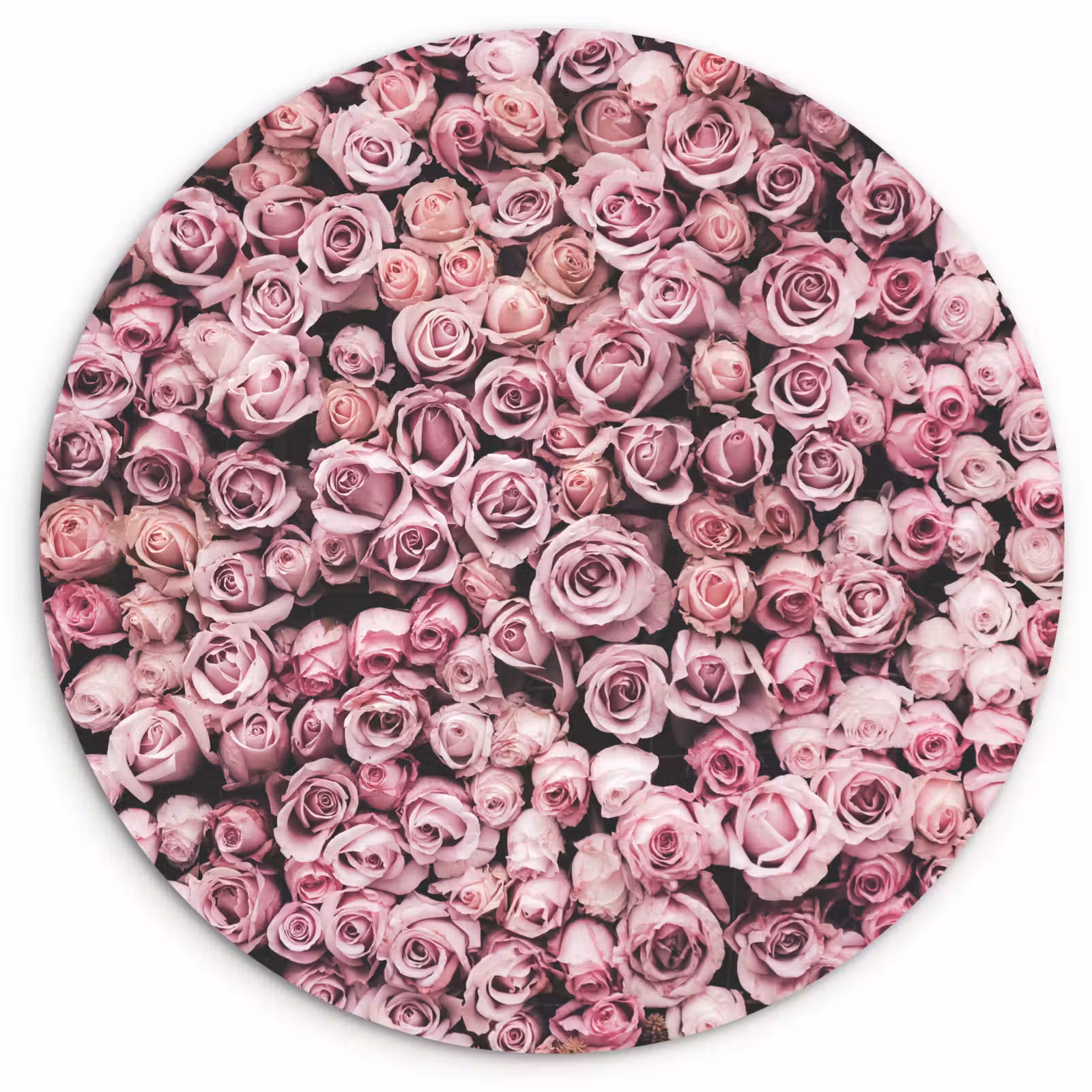 Muurcirkel - Bloemen - Rozen - Natuur - Roze - Botanisch — 1