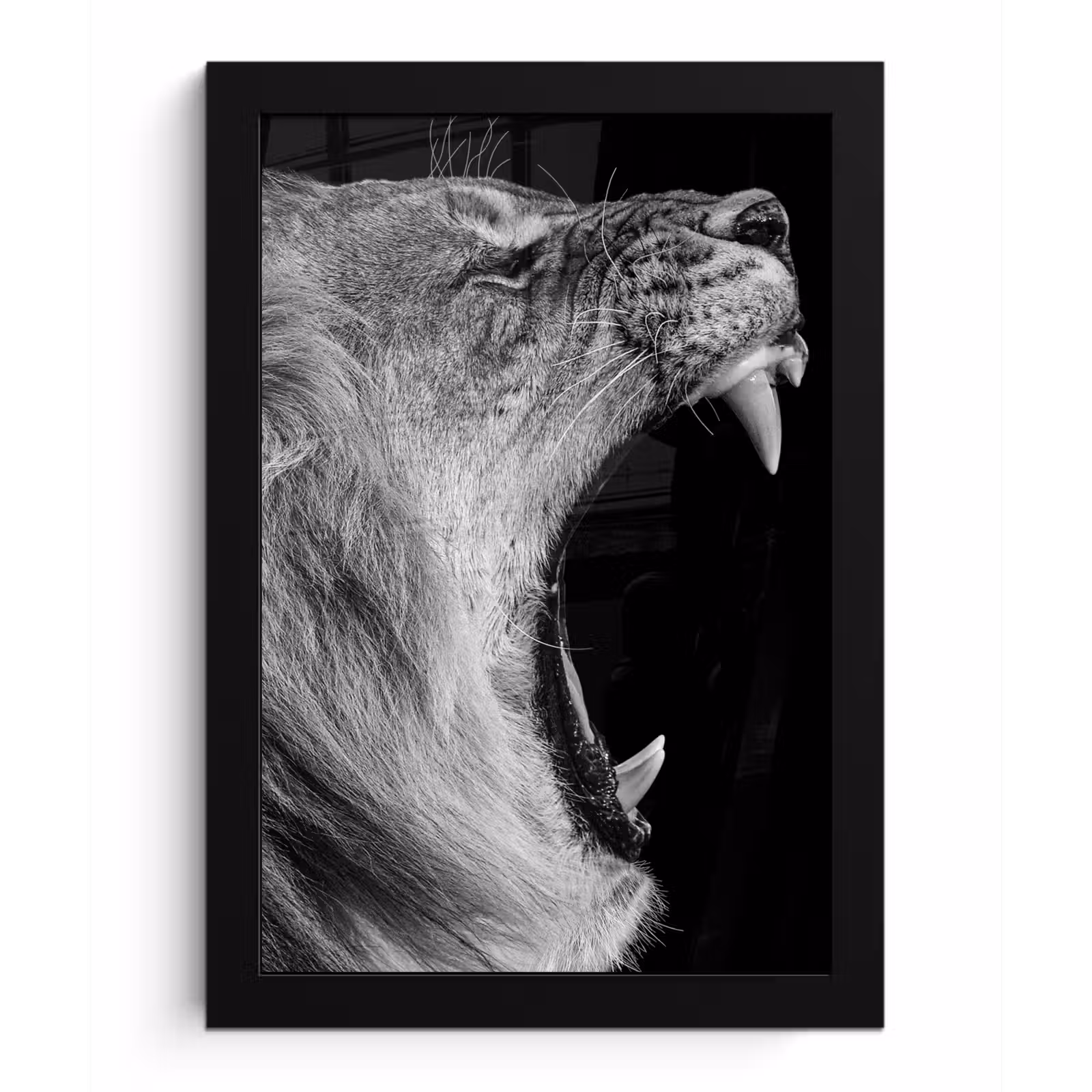 Poster met lijst - Dieren - Leeuw - Zwart - Wit - Portret — 1