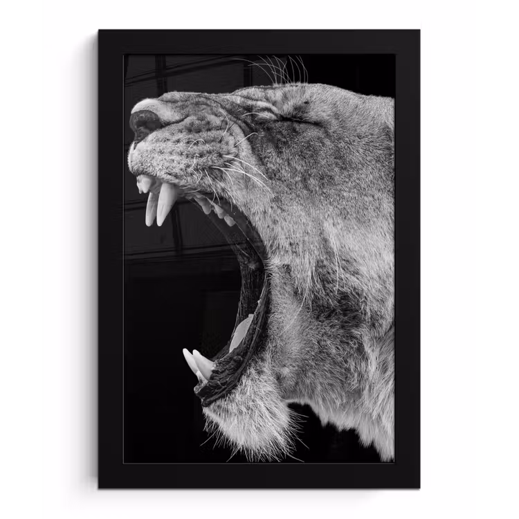 Poster met lijst - Dieren - Leeuw - Zwart - Wit - Portret — 1