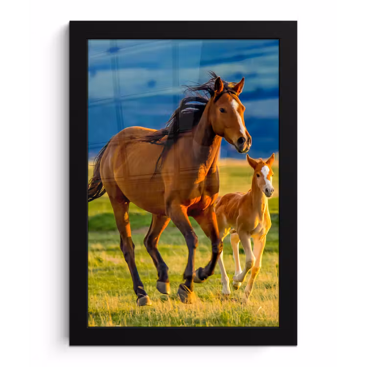 Poster met lijst - Paarden - Gras - Dieren - Landschap - Natuur — 1