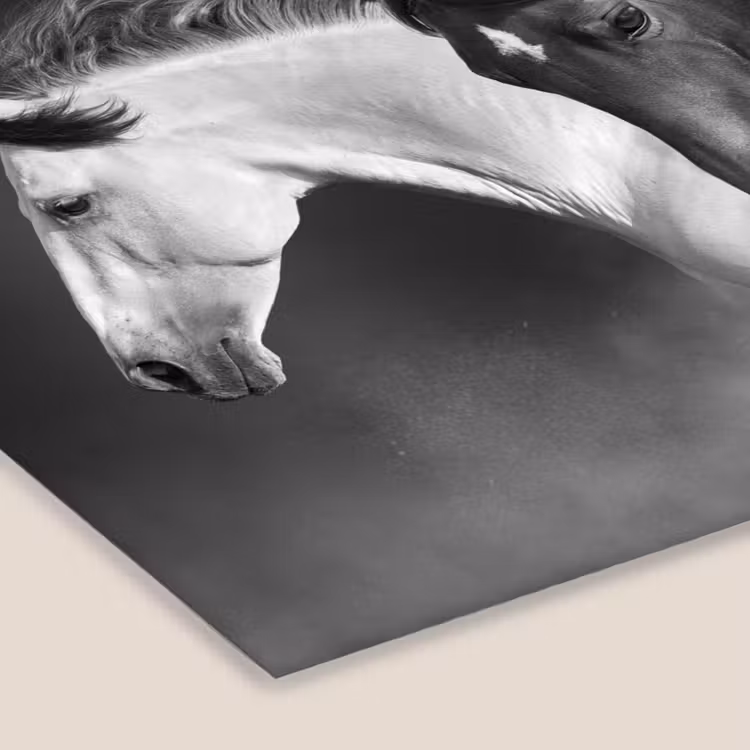 Poster met lijst - Paarden - Dieren - Zwart - Wit - Portret — 7