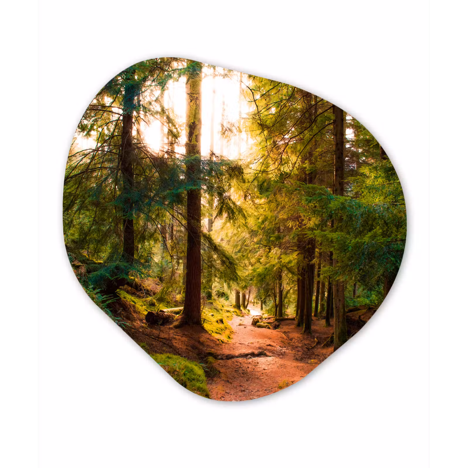 Organische Formen – Aluminium – Bos - Pad - Bomen - Groen - Zon - Natuur — 1