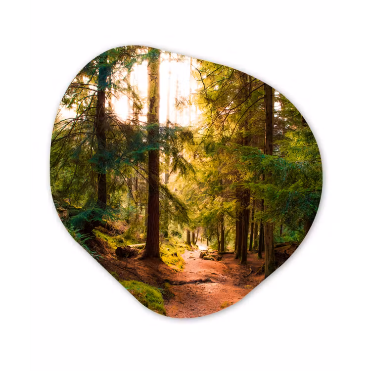 Organische Formen – Aluminium – Bos - Pad - Bomen - Groen - Zon - Natuur — 1