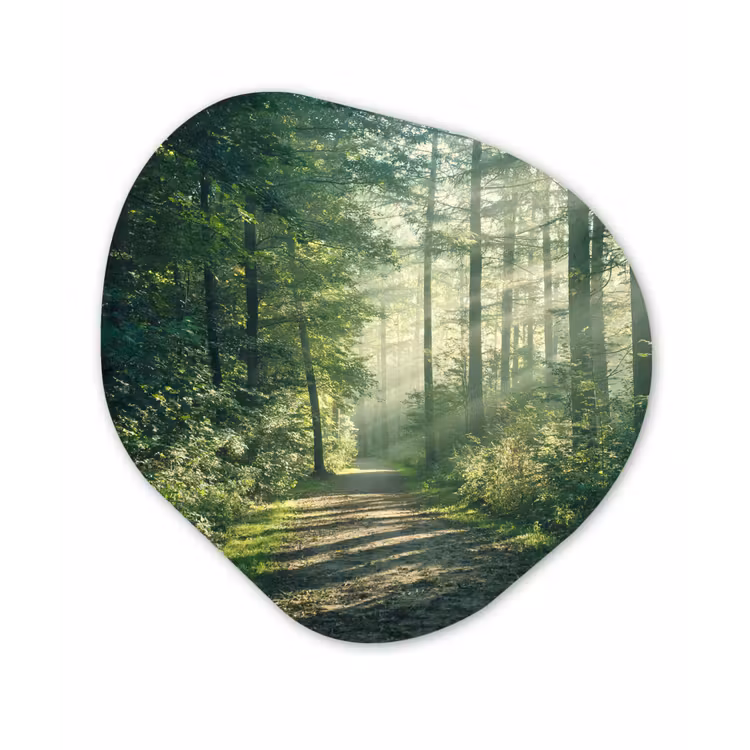 Organische Formen – Aluminium – Bos - Pad - Zon - Bomen - Groen - Natuur — 1