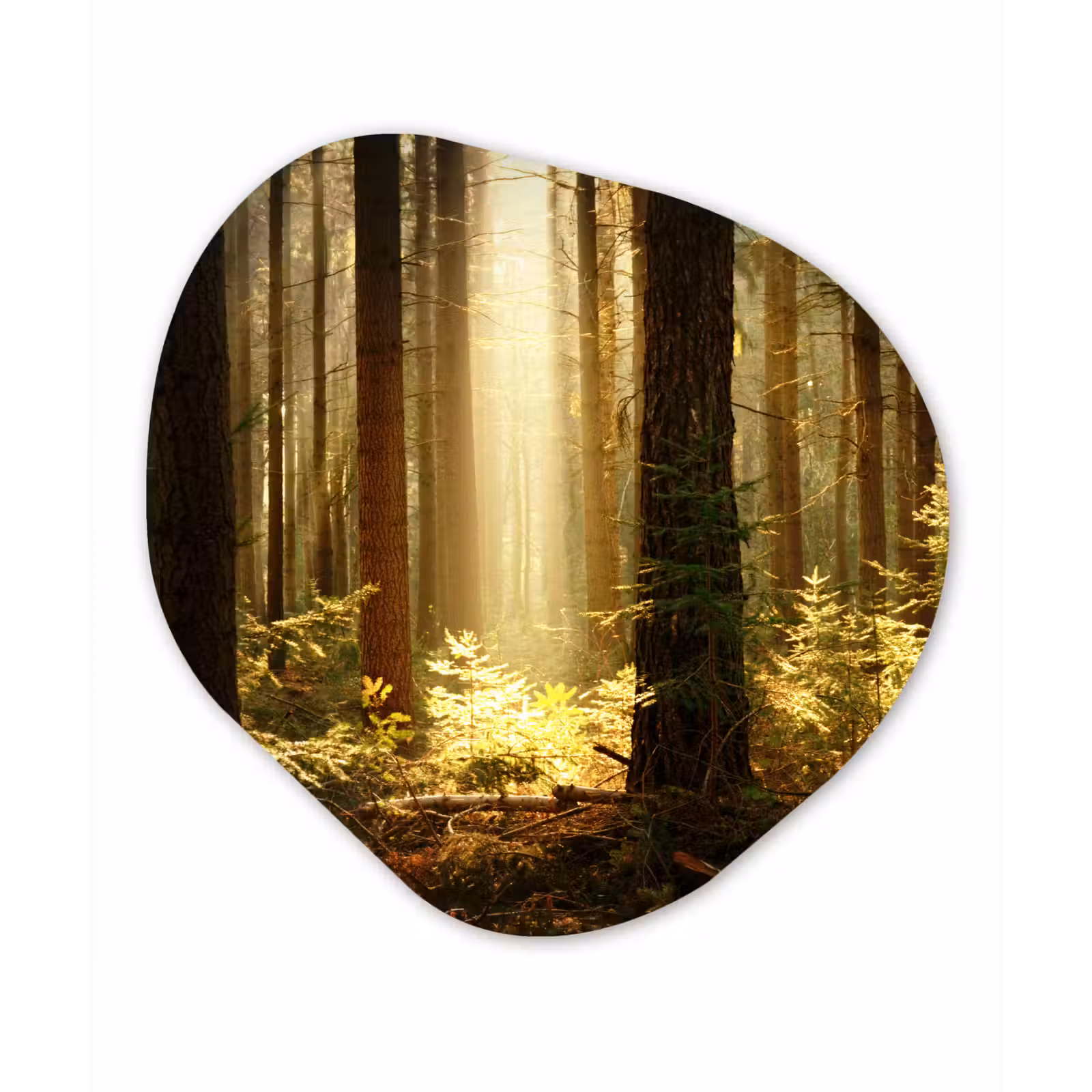 Organische Formen – Aluminium – Bos - Bomen - Zon — 1