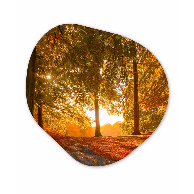 Organische Formen – Aluminium – Herfst - Licht - Bos — 1