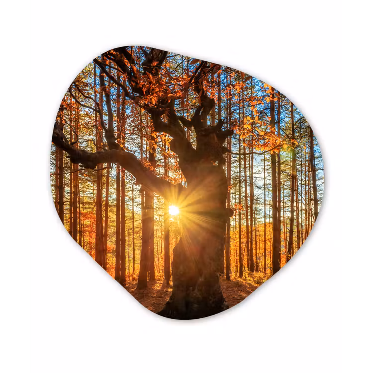 Organische Formen – Aluminium – Herfst - Zon - Boom — 1