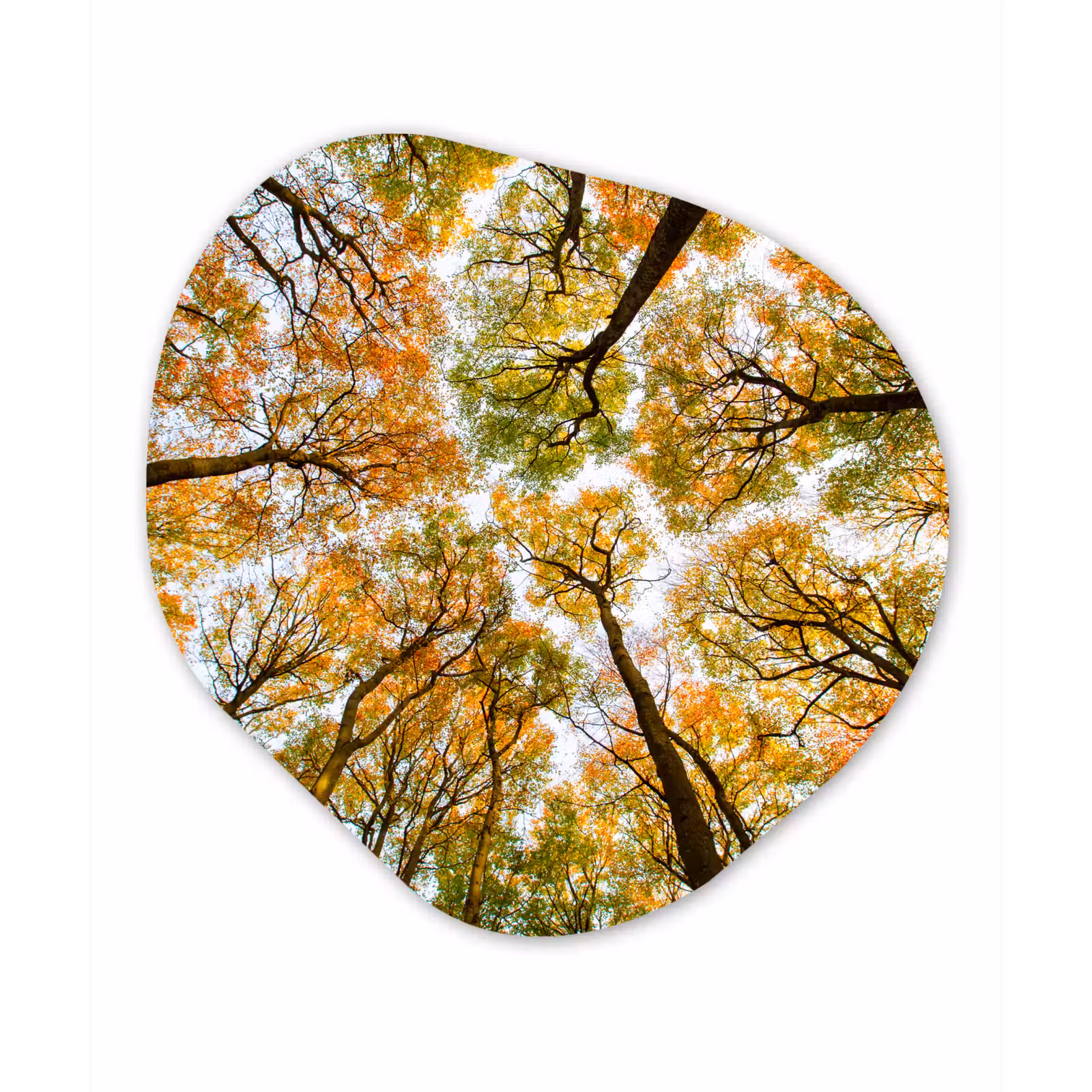 Organische Formen – Aluminium – Herfst - Lucht - Boom — 1