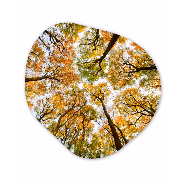 Organische Formen – Aluminium – Herfst - Lucht - Boom — 1