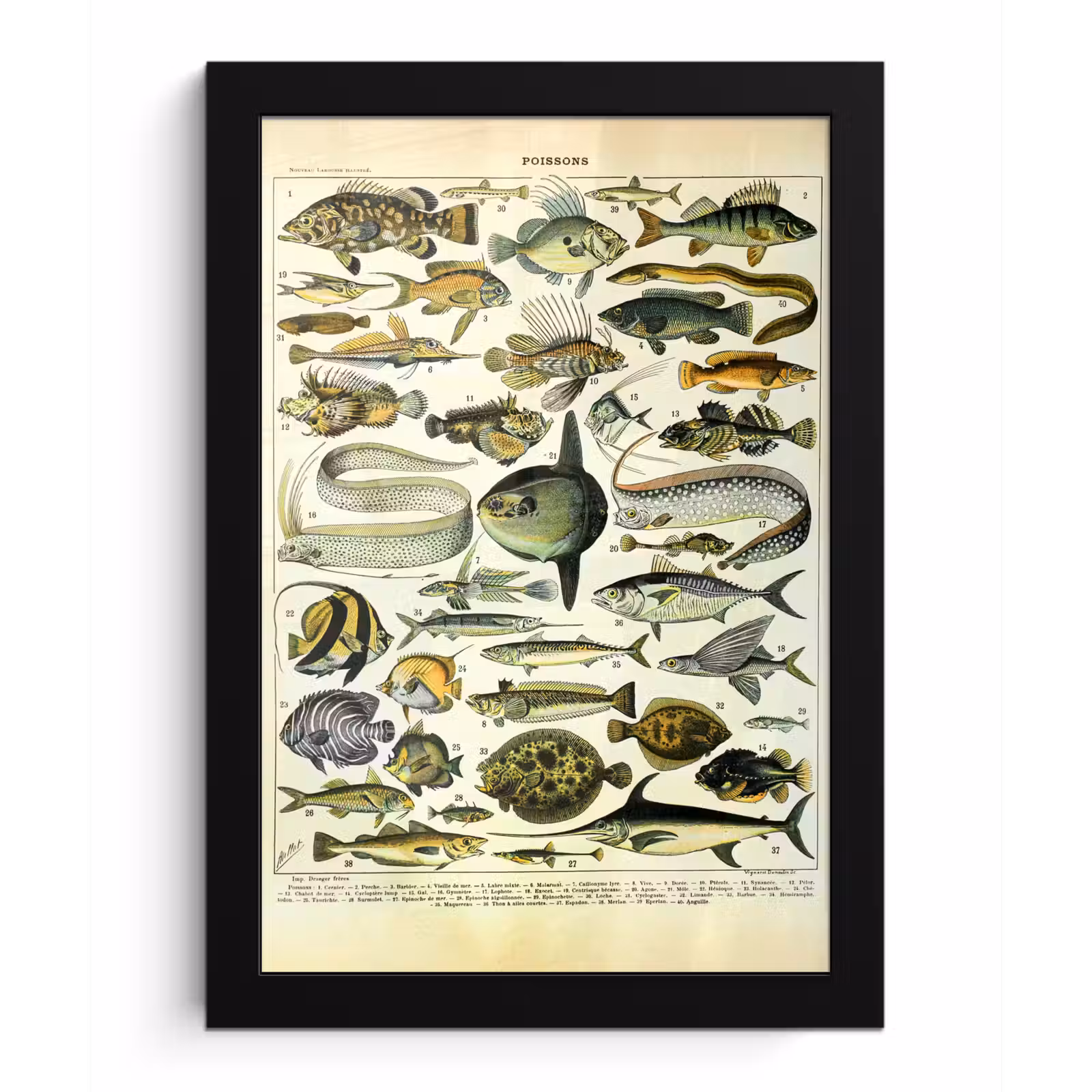 Poster met lijst - Adolphe Millot - Kunst - Vintage - Vissen - Dieren — 1