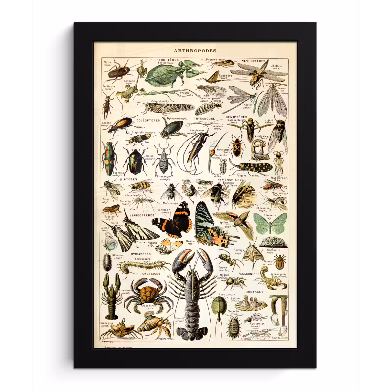 Poster met lijst - Dieren - Adolphe Millot - Vintage - Insecten - Kunst — 1