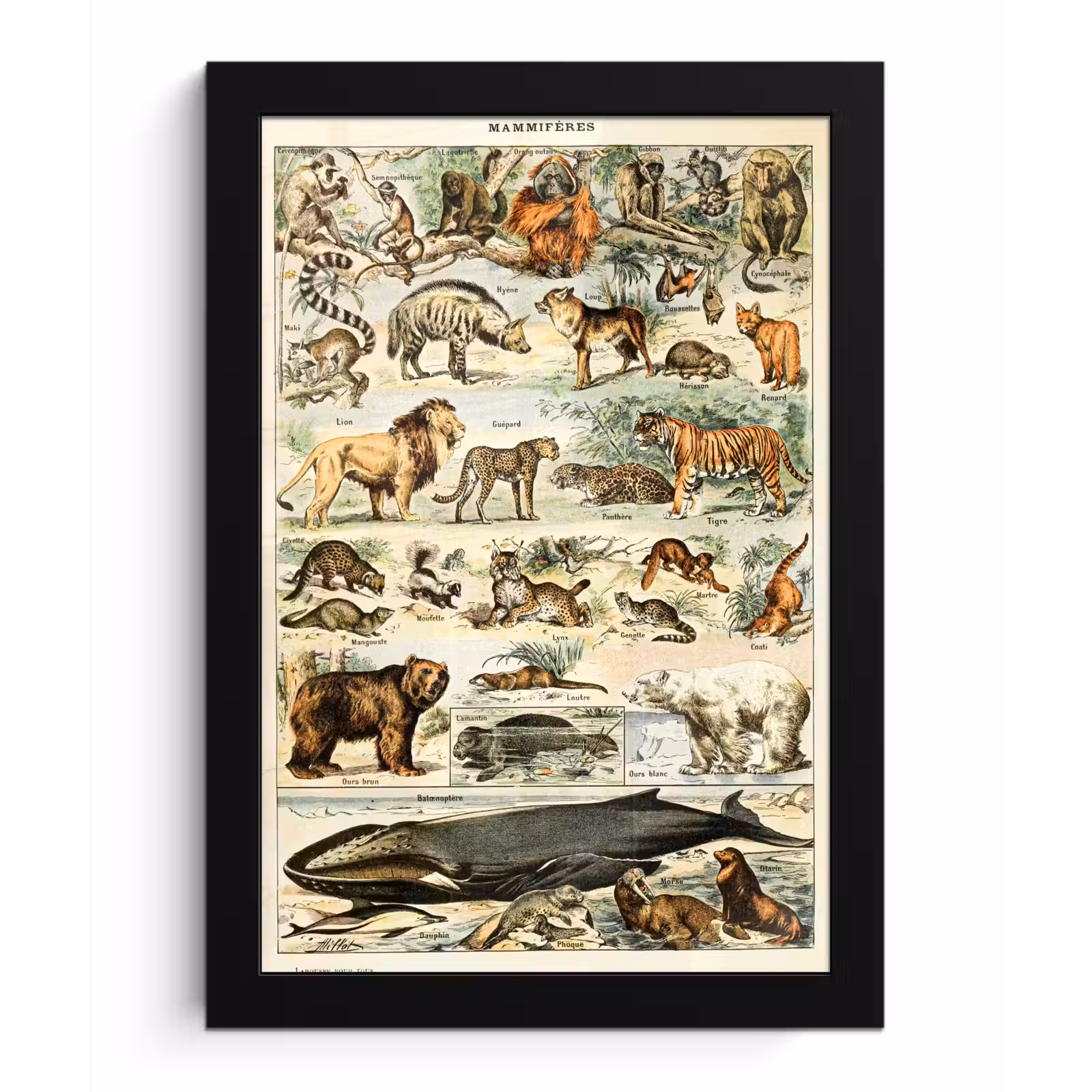 Poster met lijst - Dieren - Vintage - Adolphe Millot - Tijger - Leeuw — 1