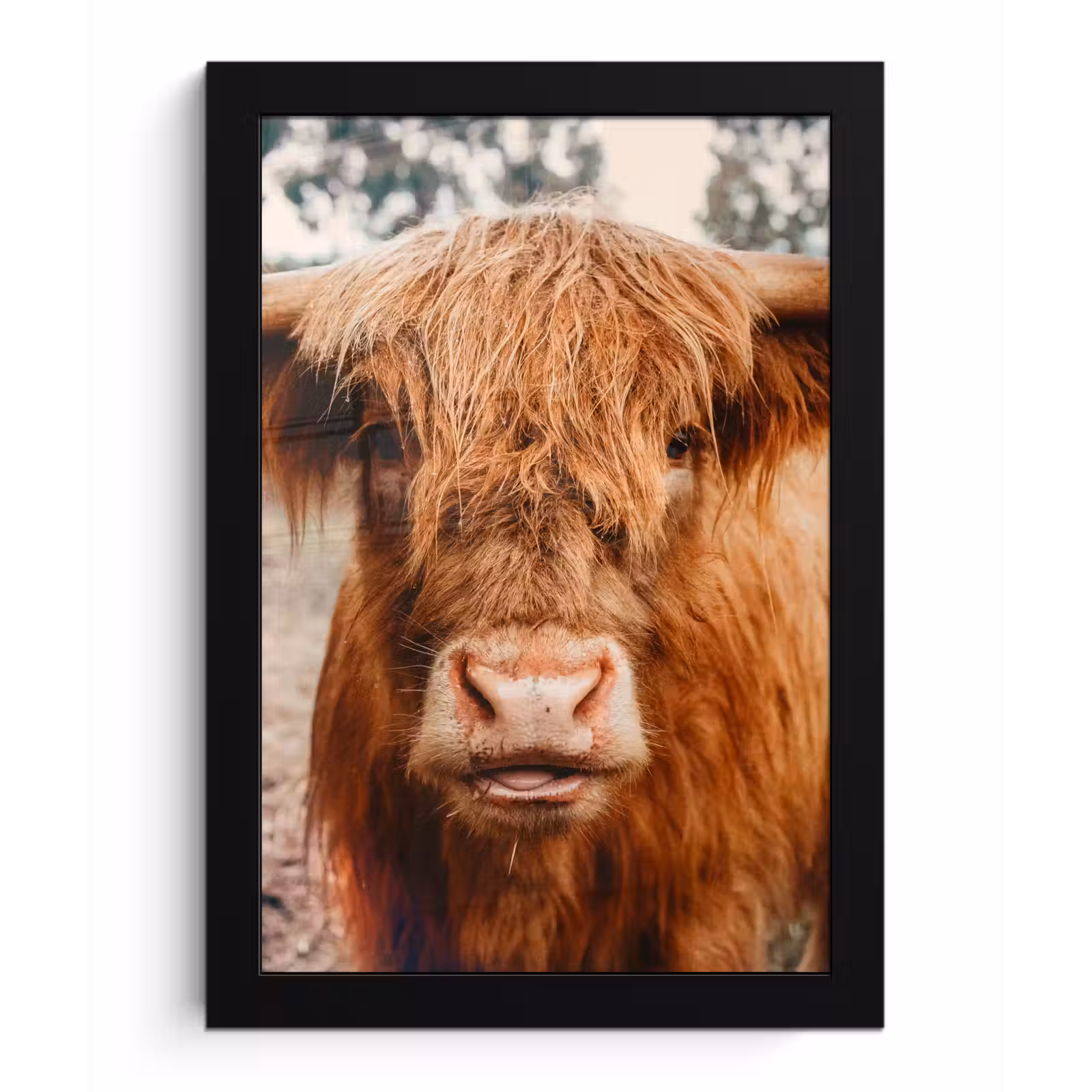 Poster met lijst - Koe- Schotse hooglander - Hoorns - Bruin - Landschap — 1