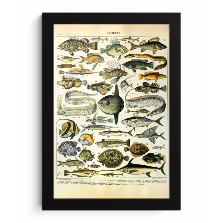 Poster met lijst - Adolphe Millot - Kunst - Vintage - Vissen - Dieren — 1