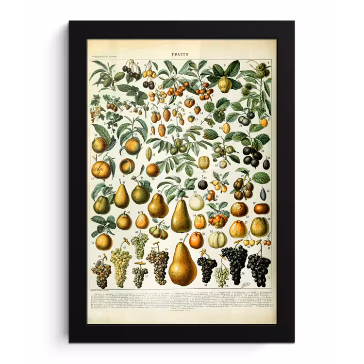 Poster met lijst - Adolphe Millot - Vintage - Fruit - Peer - Druiven — 1