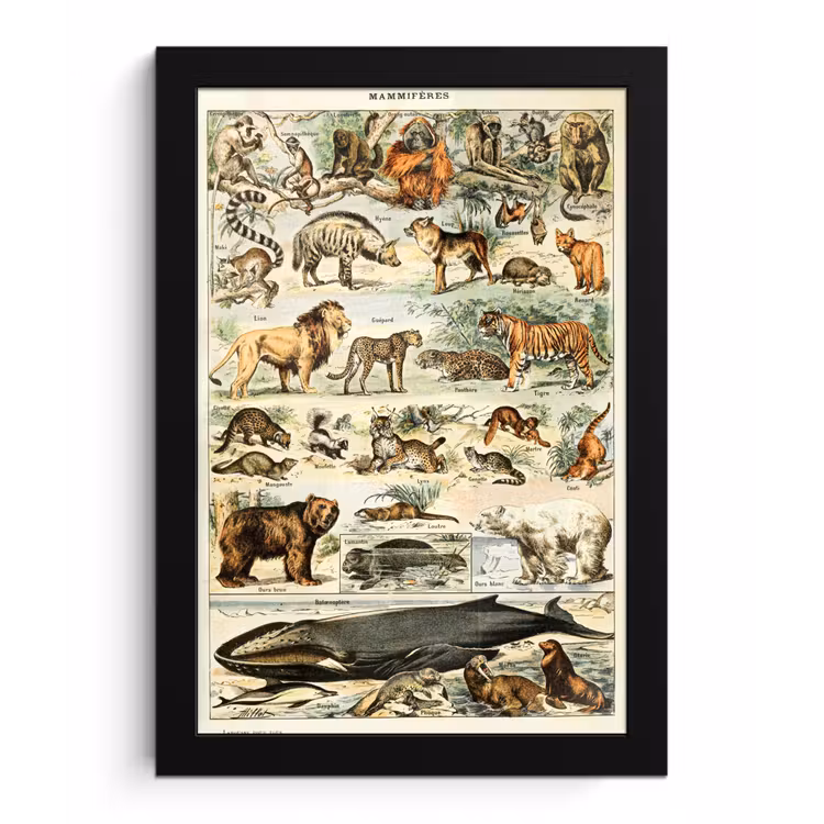 Poster met lijst - Dieren - Vintage - Adolphe Millot - Tijger - Leeuw — 1