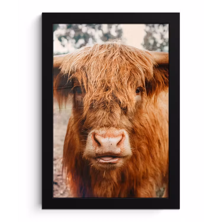 Poster met lijst - Koe- Schotse hooglander - Hoorns - Bruin - Landschap — 1