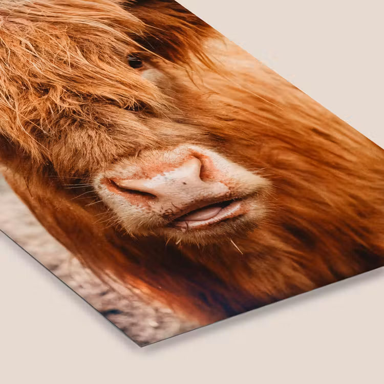 Poster met lijst - Koe- Schotse hooglander - Hoorns - Bruin - Landschap — 7