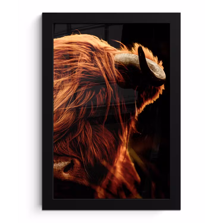 Poster met lijst - Schotse hooglander - Koe - Hoorns - Portret - Dieren — 1