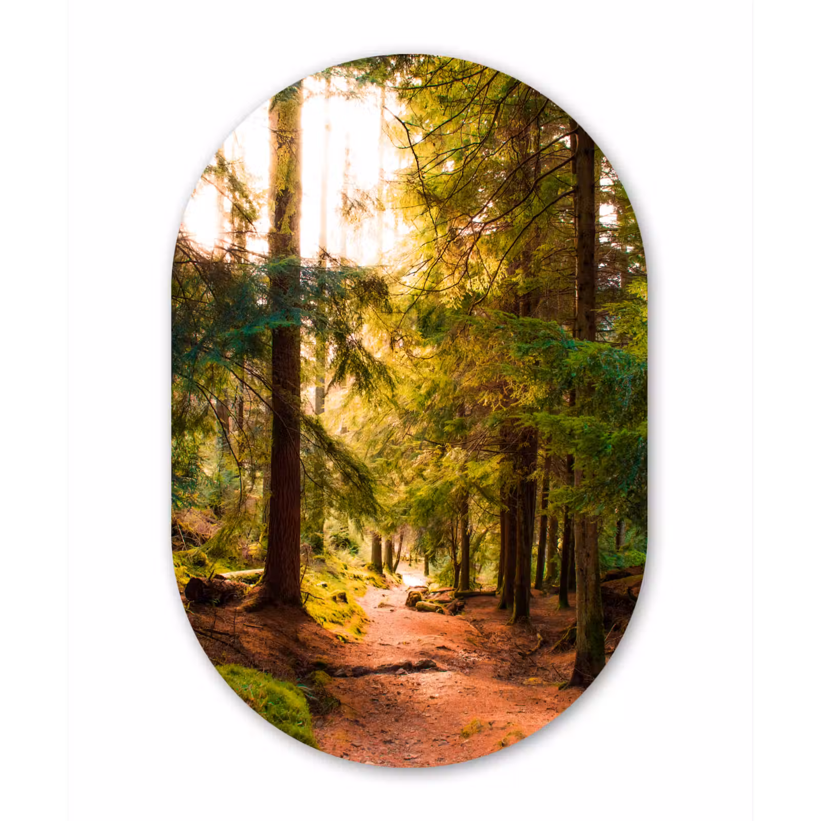 Muurovaal - Bos - Pad - Bomen - Groen - Zon - Natuur — 1