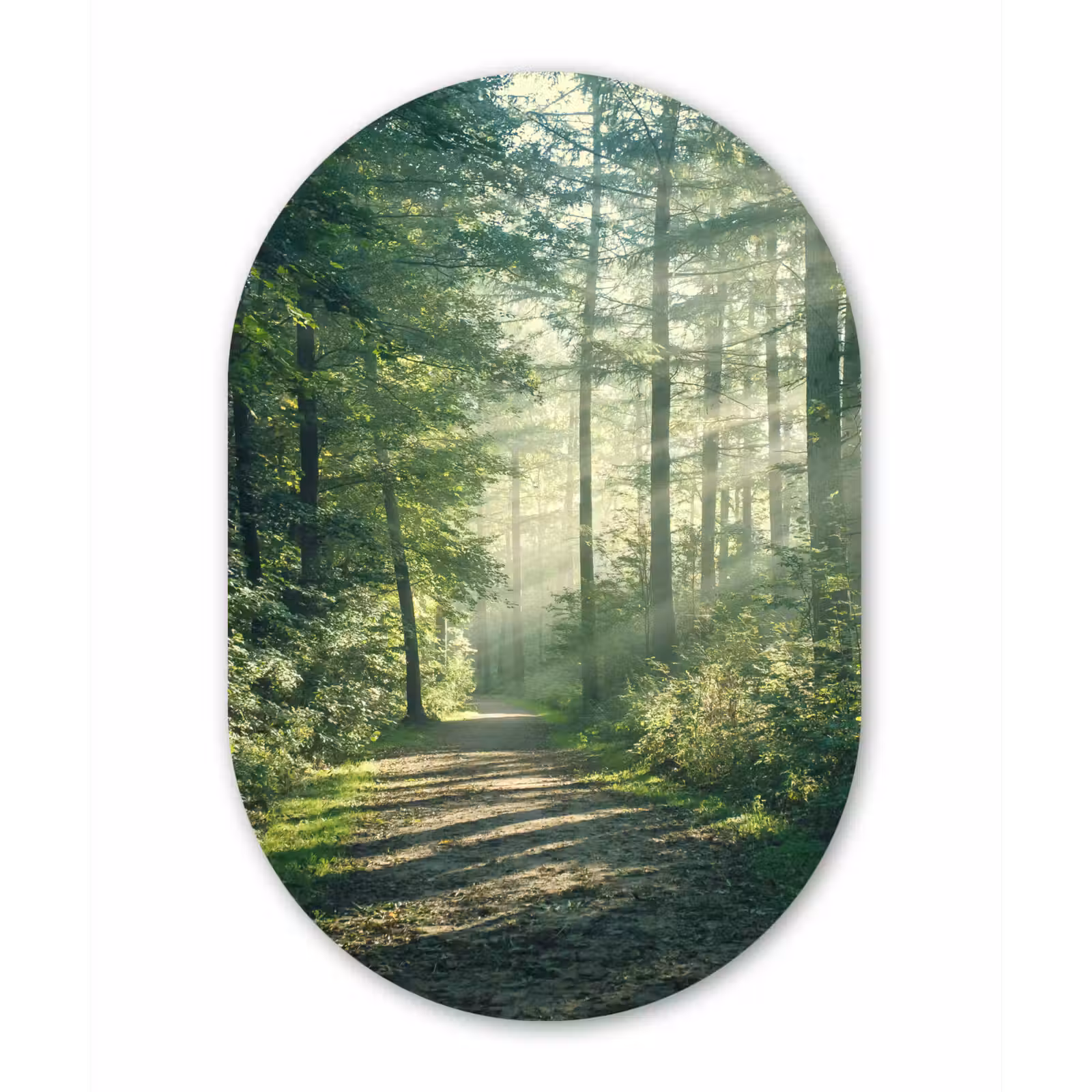 Muurovaal - Bos - Pad - Zon - Bomen - Groen - Natuur — 1