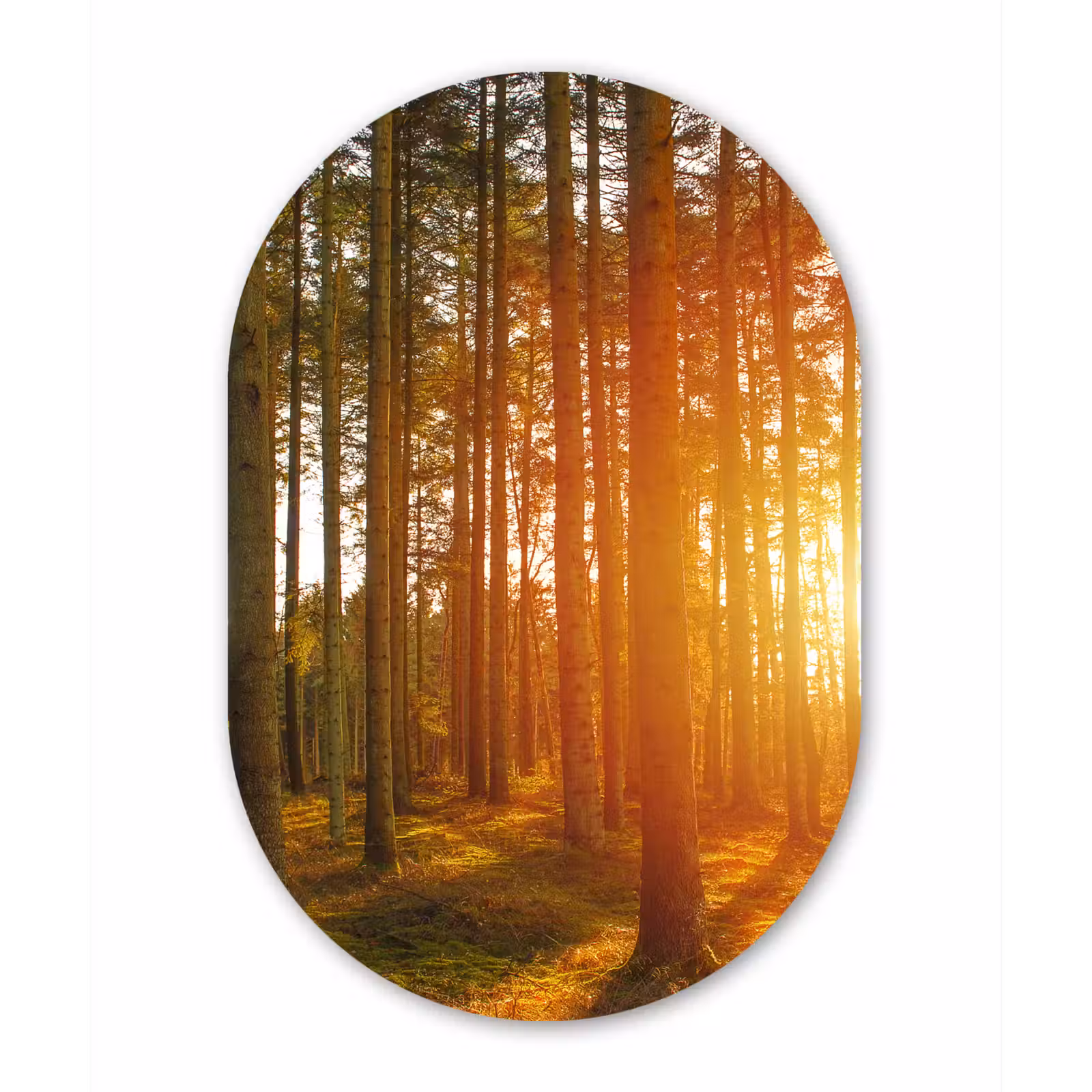 Muurovaal - Herfst - Bos - Zon — 1