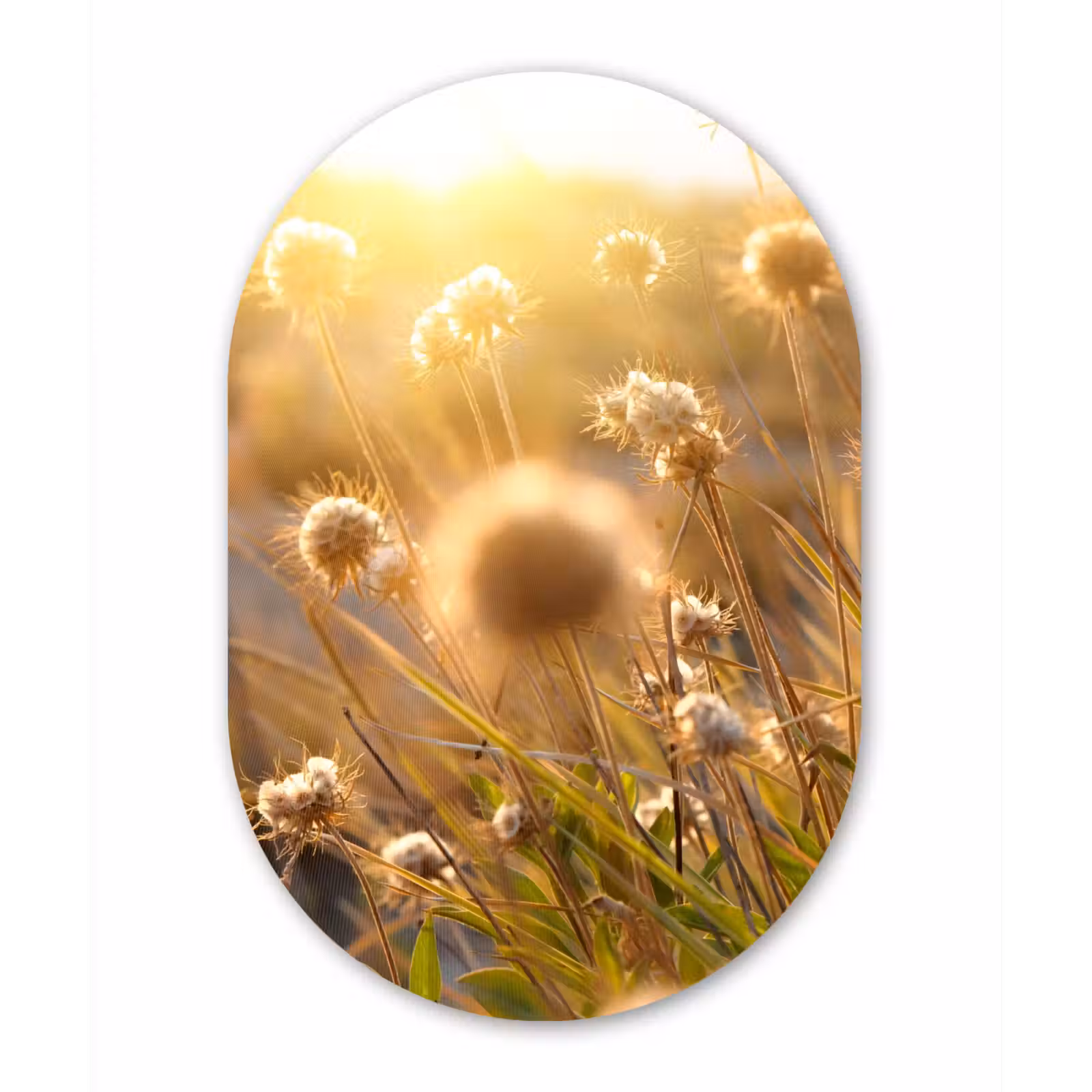 Muurovaal - Planten - Natuur - Bloemen - Zon - Horizon — 1