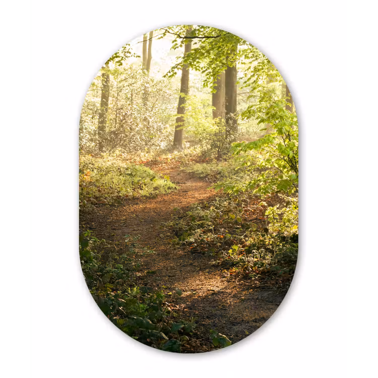 Muurovaal - Bos - Bomen - Pad - Zon - Planten - Bladeren - Natuur — 1