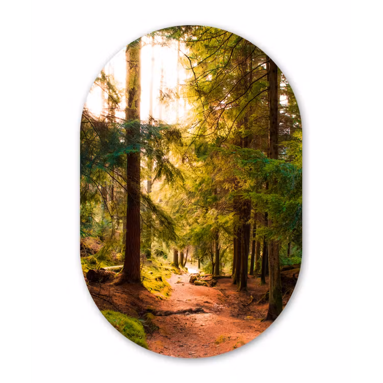 Muurovaal - Bos - Pad - Bomen - Groen - Zon - Natuur — 1