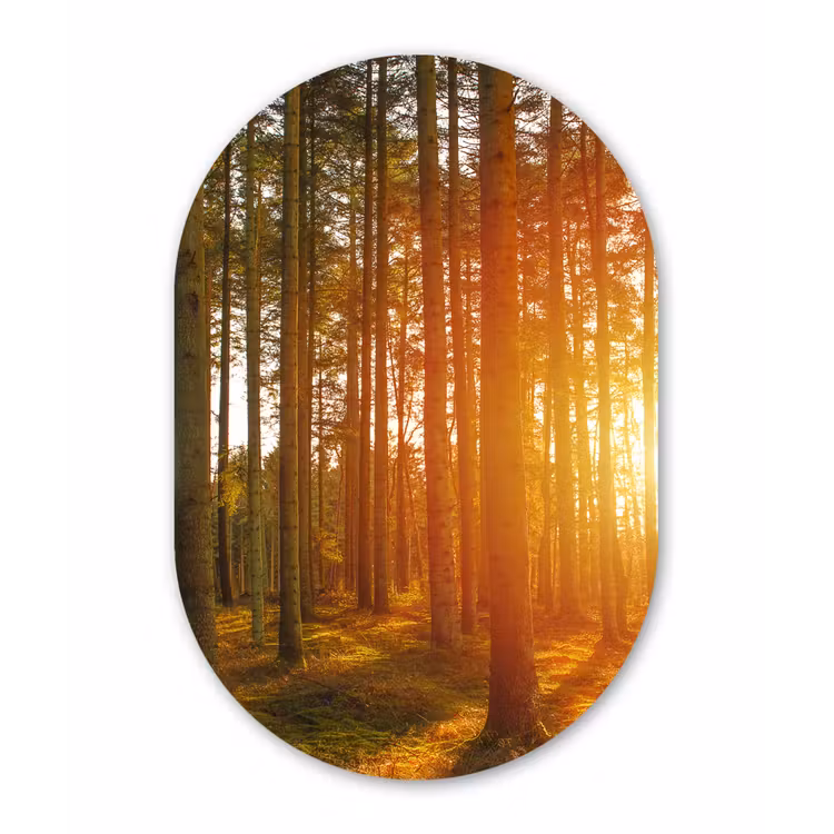 Muurovaal - Herfst - Bos - Zon — 1