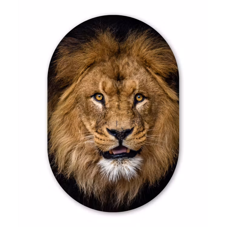 Muurovaal - Leeuw - Portret - Zwart - Dieren — 3