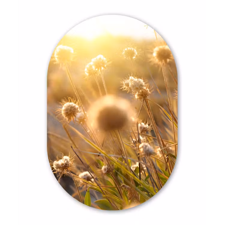 Muurovaal - Planten - Natuur - Bloemen - Zon - Horizon — 1