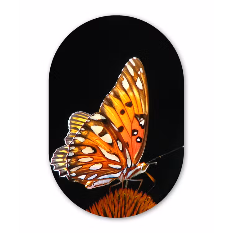 Muurovaal - Vlinder - Bloemen - Insect - Portret - Zwart - Oranje — 2