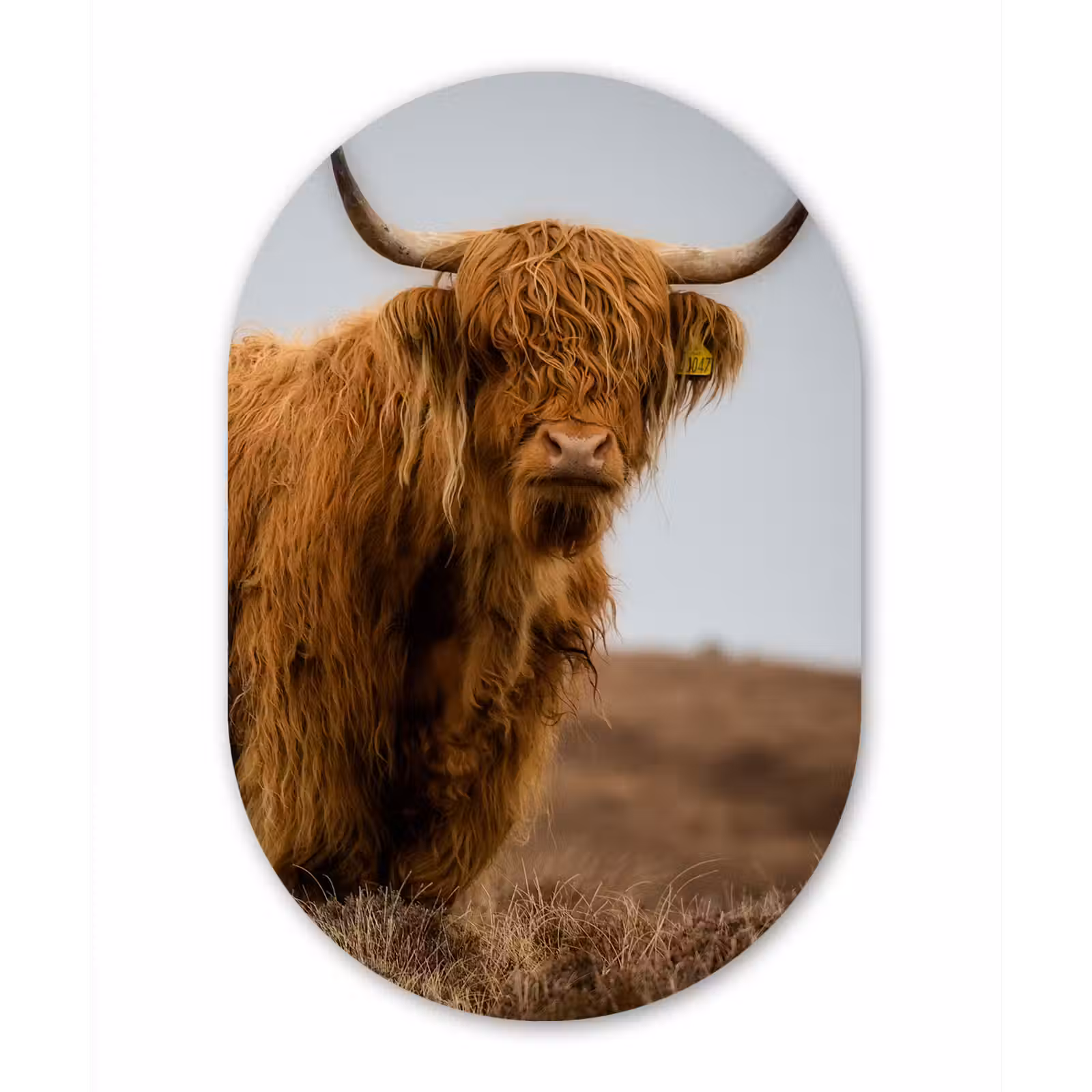 Muurovaal - Schotse Hooglander - Duin - Gras — 1