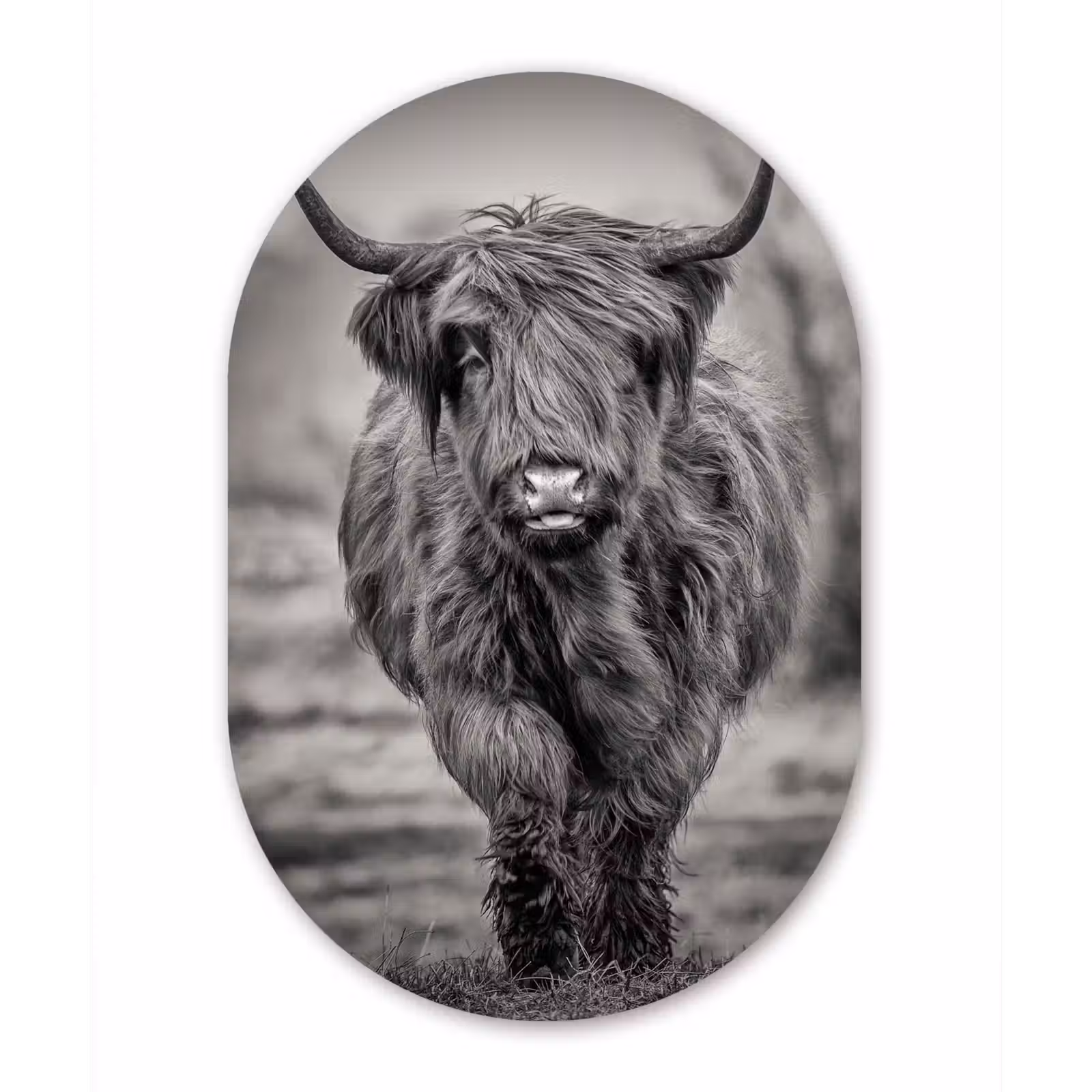 Muurovaal - Schotse Hooglander - Zwart - Wit — 1