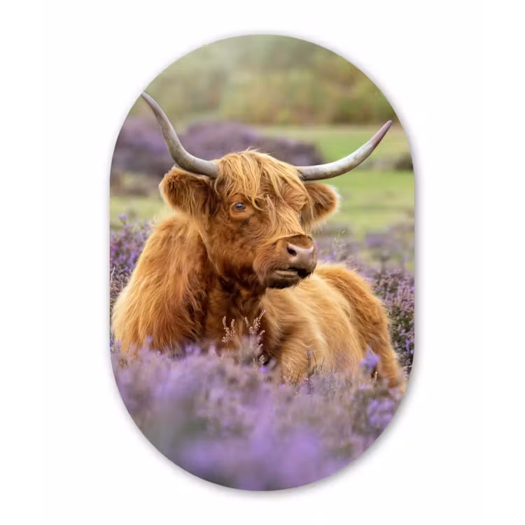 Muurovaal - Schotse Hooglander - Bruin - Struiken — 3