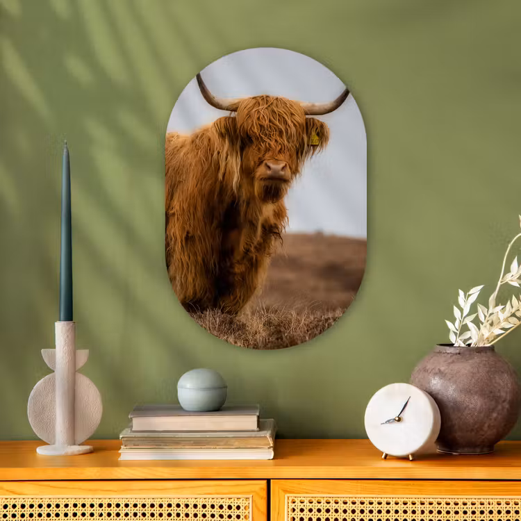 Muurovaal - Schotse Hooglander - Duin - Gras — 3
