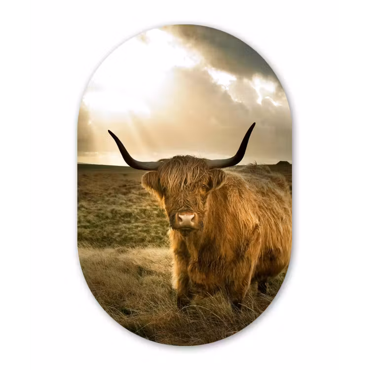 Muurovaal - Schotse hooglander - Zon - Gras — 1