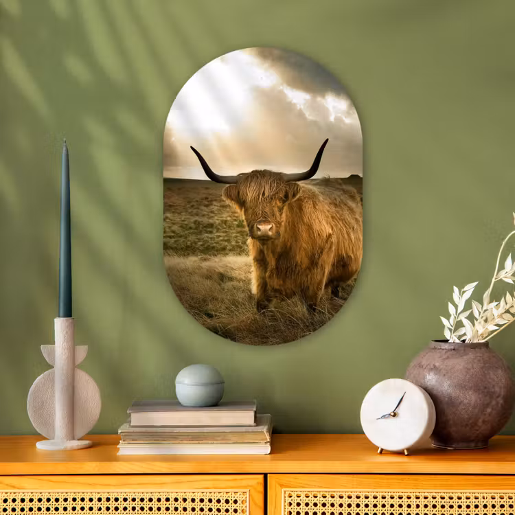 Muurovaal - Schotse hooglander - Zon - Gras — 2
