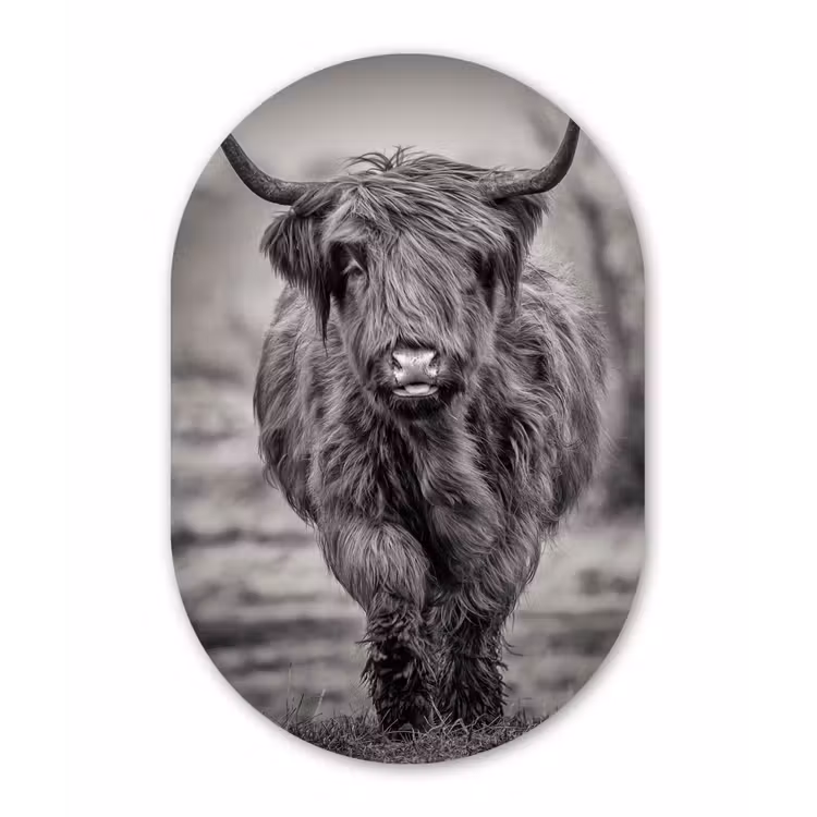 Muurovaal - Schotse Hooglander - Zwart - Wit — 1