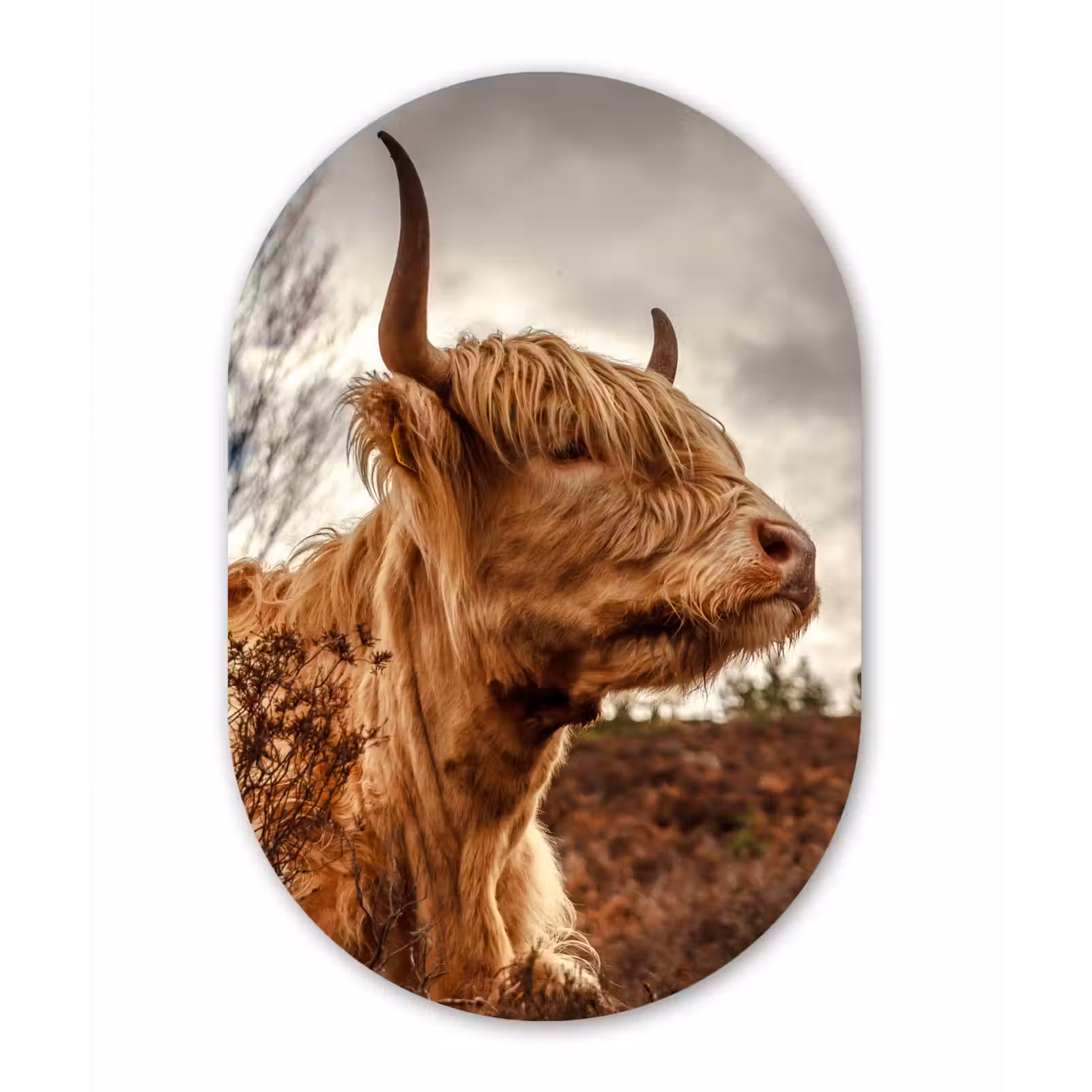 Muurovaal - Schotse Hooglander - Struik - Heide — 1