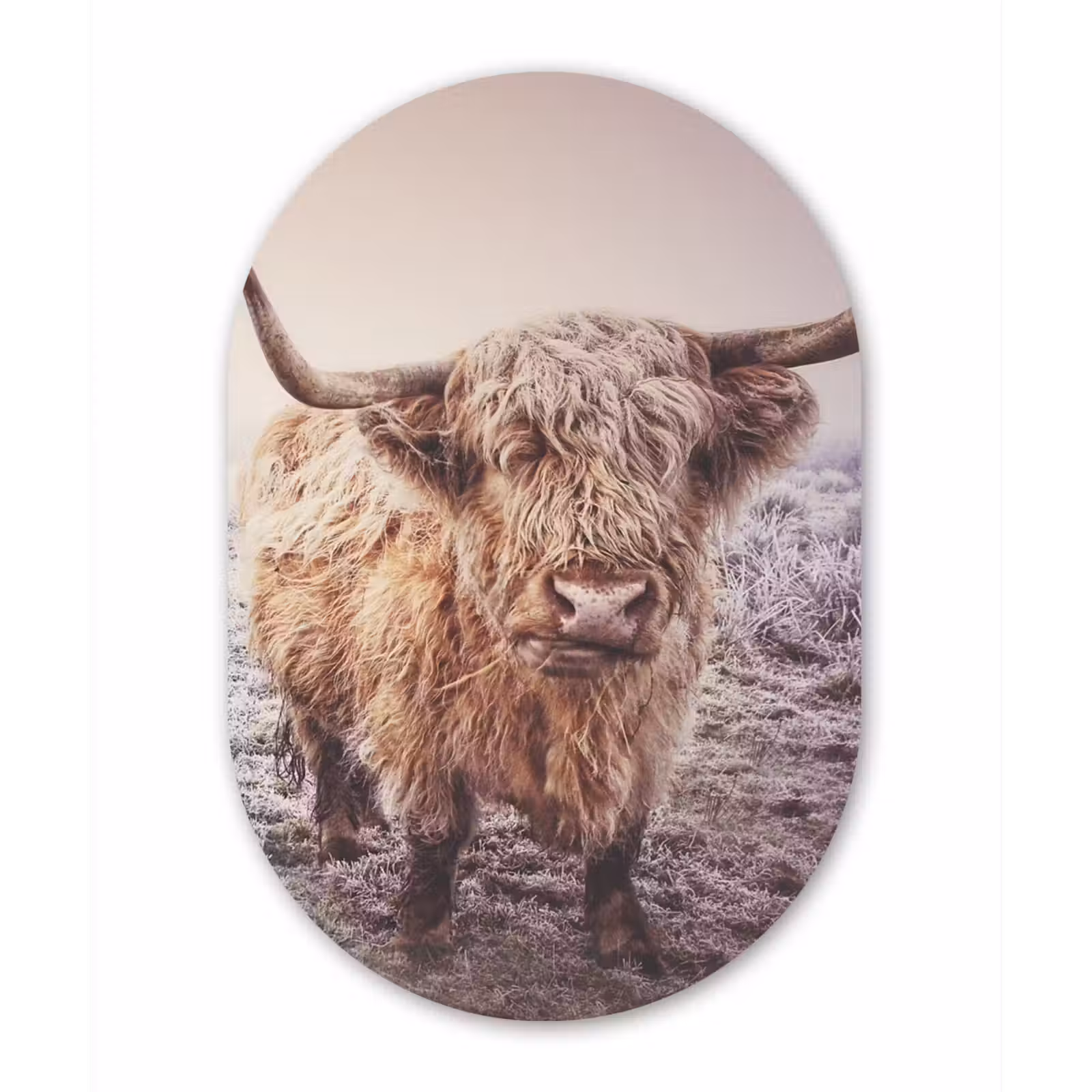 Muurovaal - Schotse Hooglanders - Sneeuw - Zon — 1